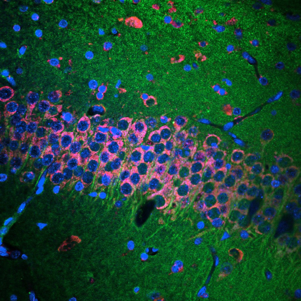 Your submission image