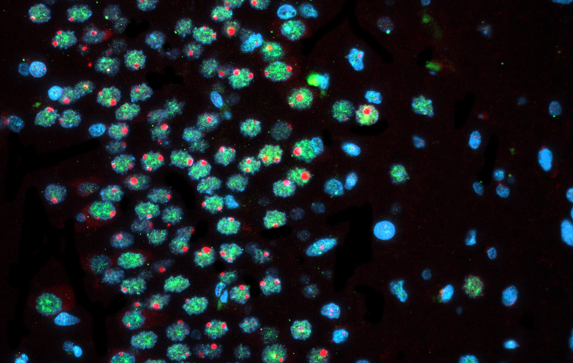 Your submission image