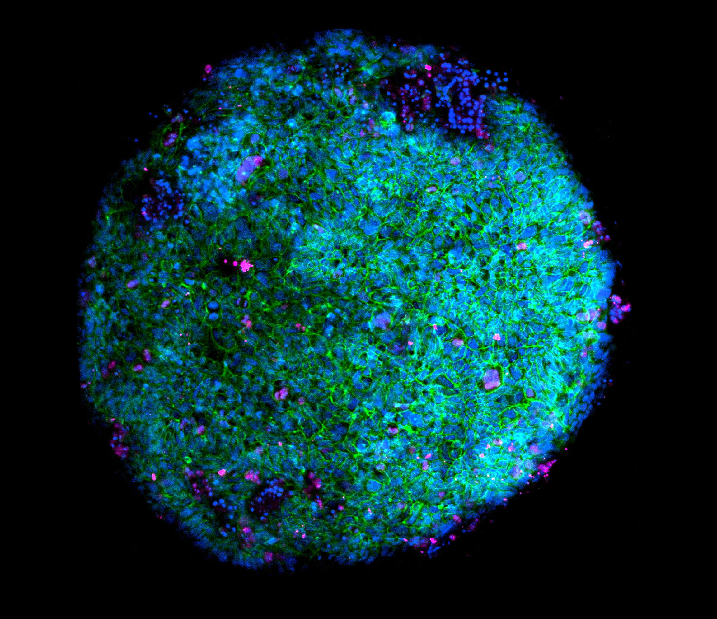 Your submission image