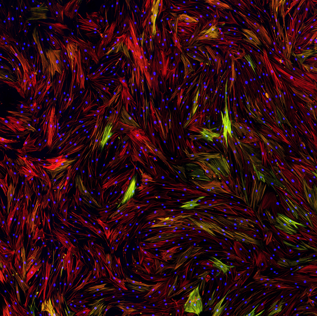 Your submission image