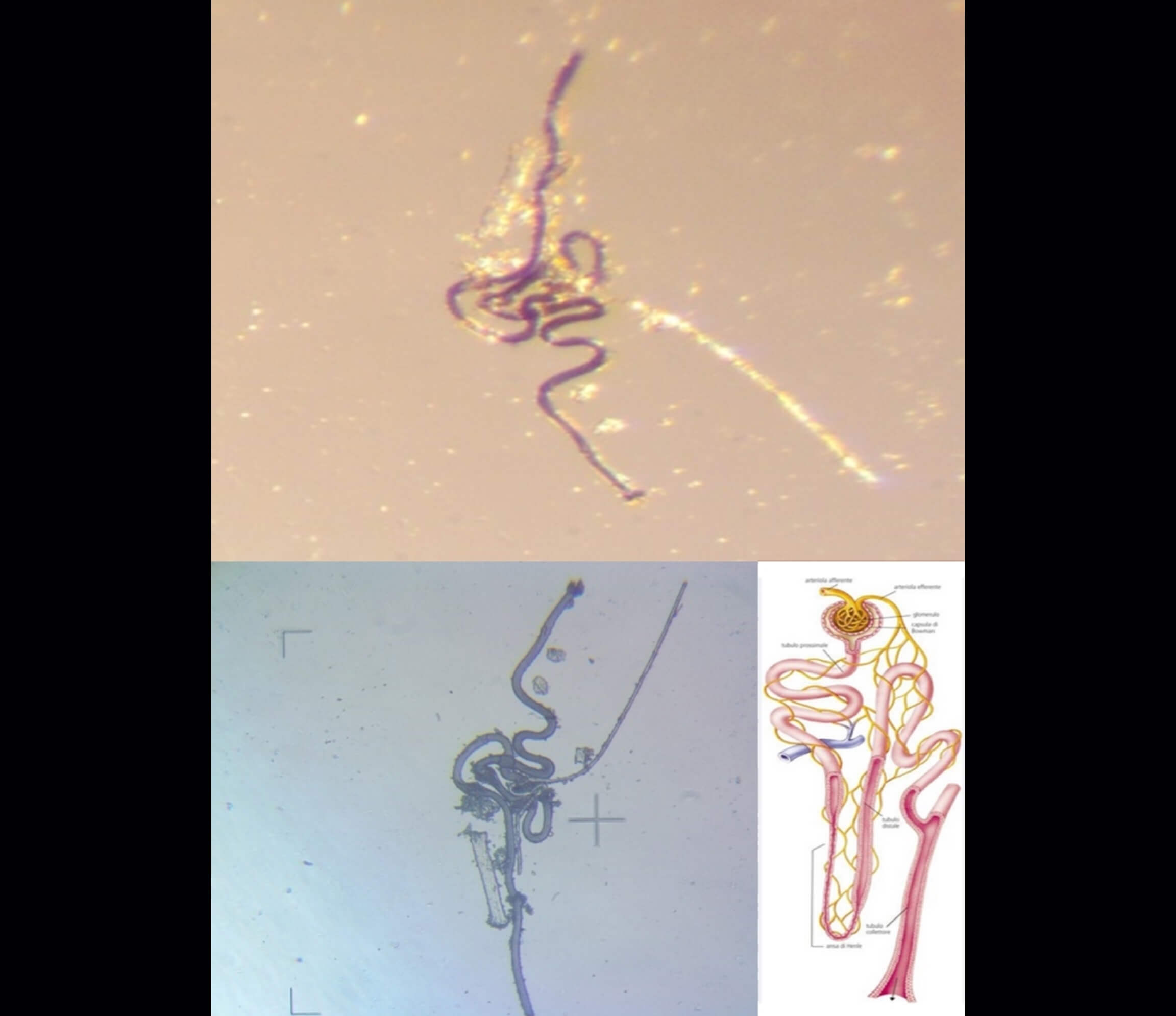 Your submission image