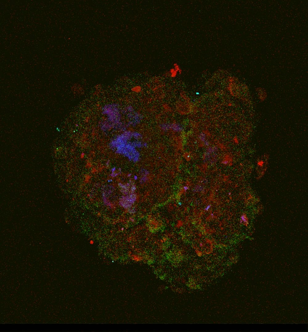 Your submission image