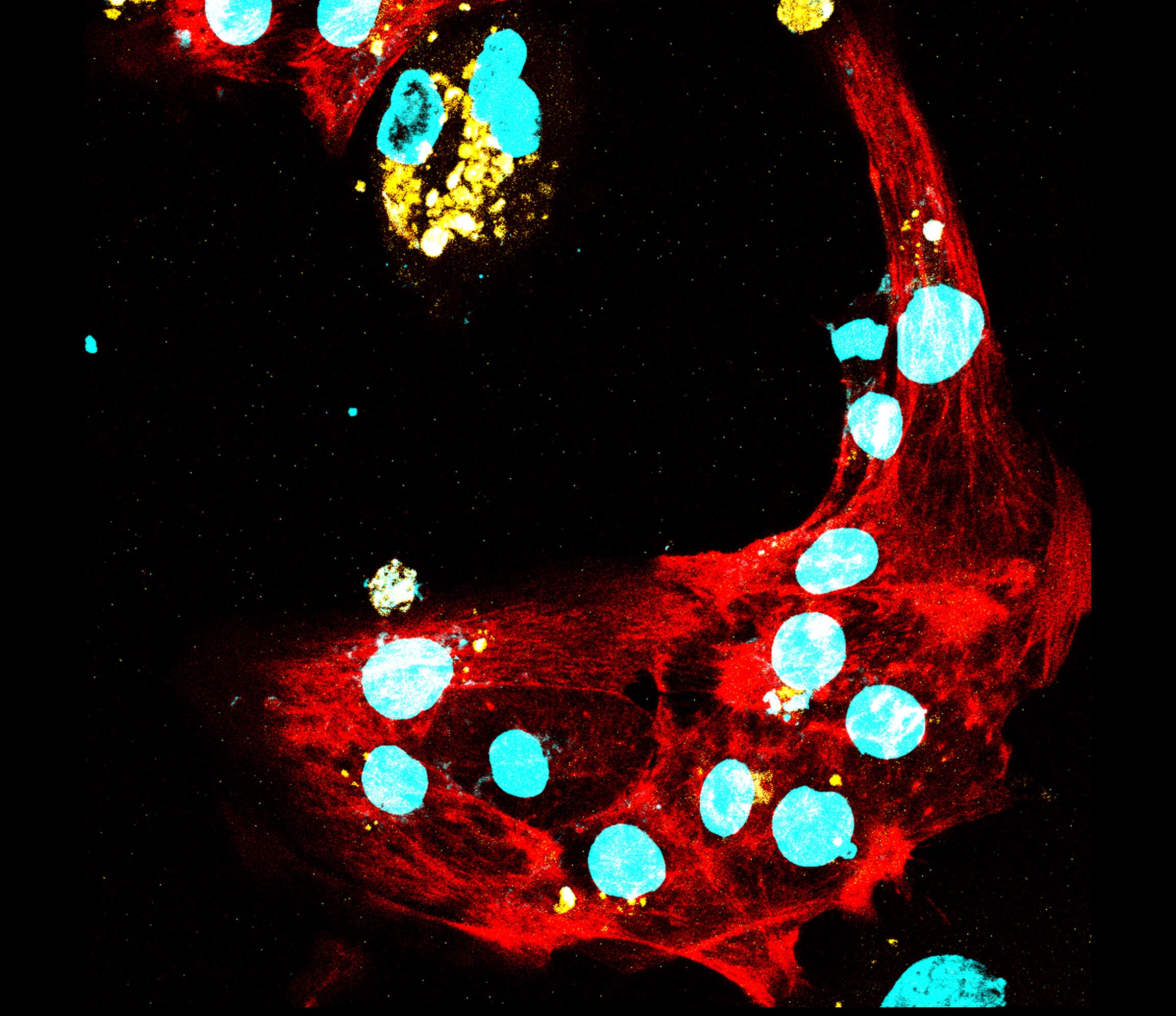 Your submission image