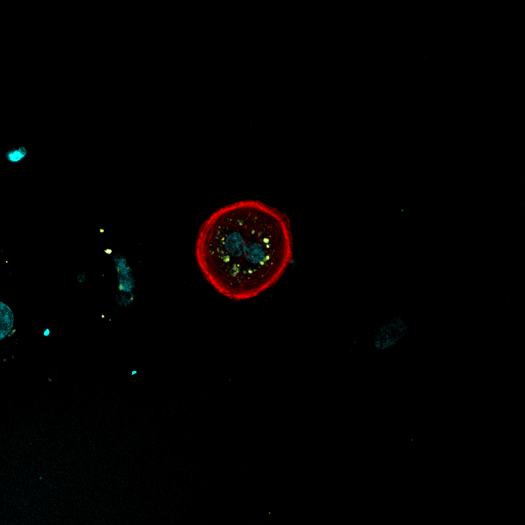 Your submission image