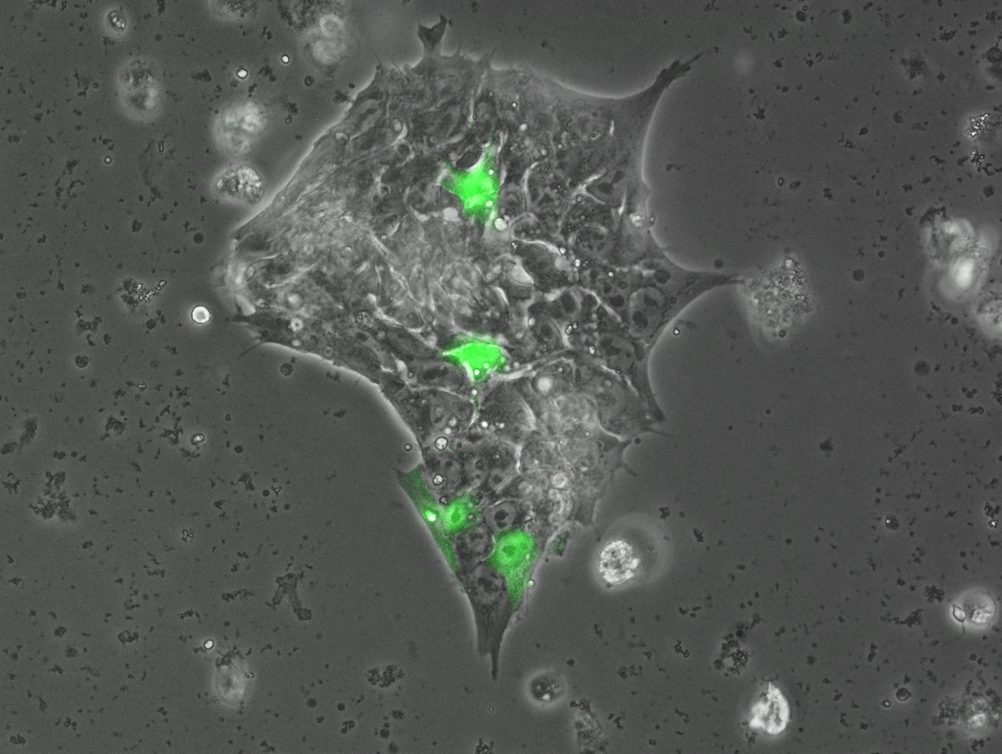 Your submission image