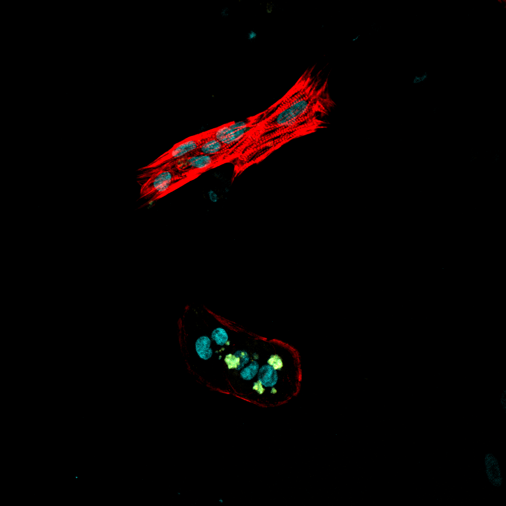 Your submission image