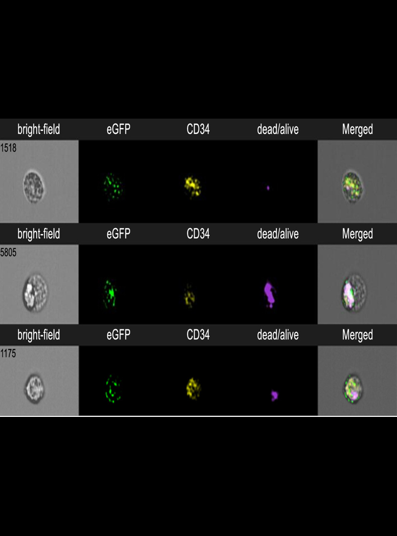 Your submission image