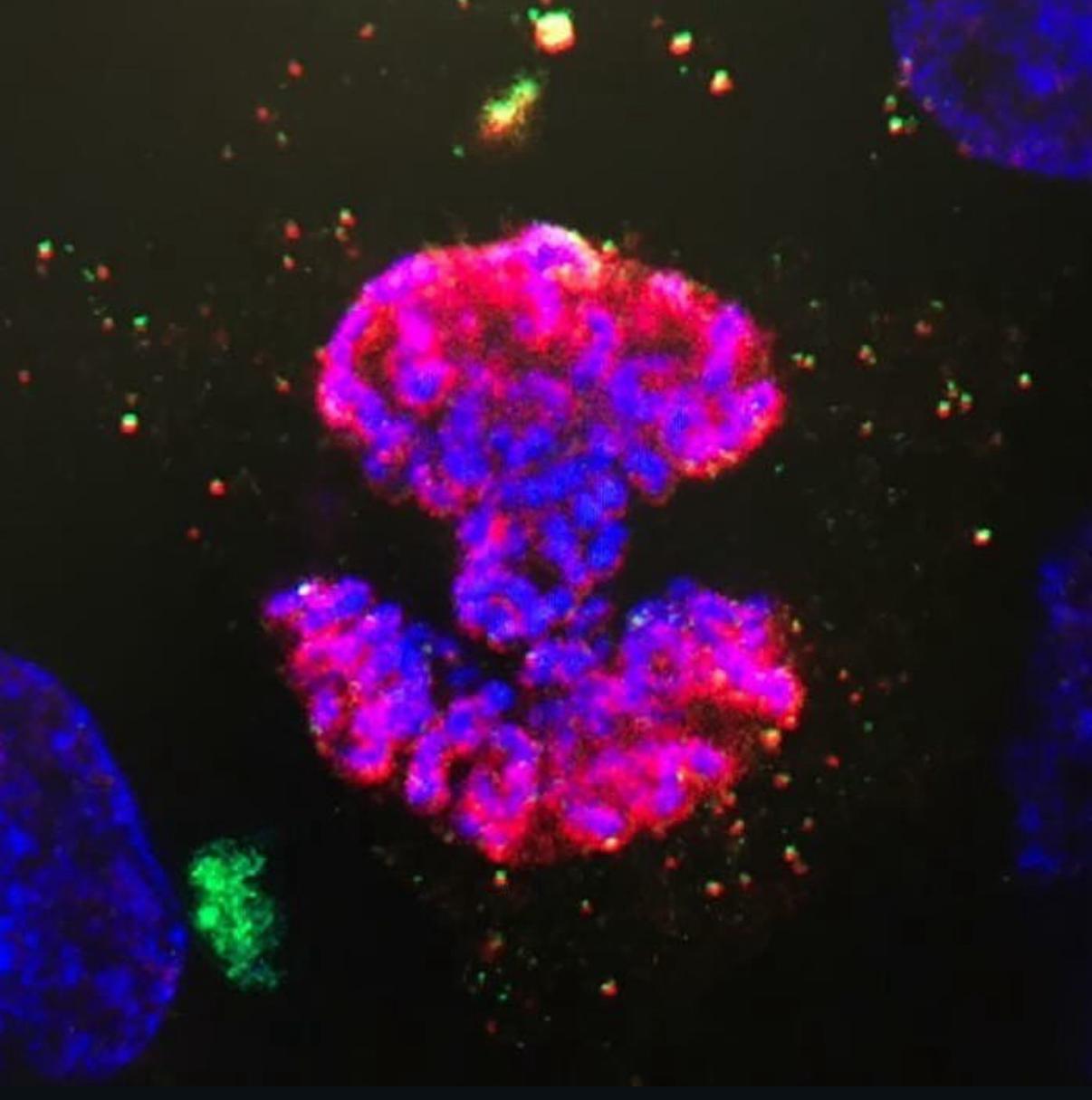 Your submission image