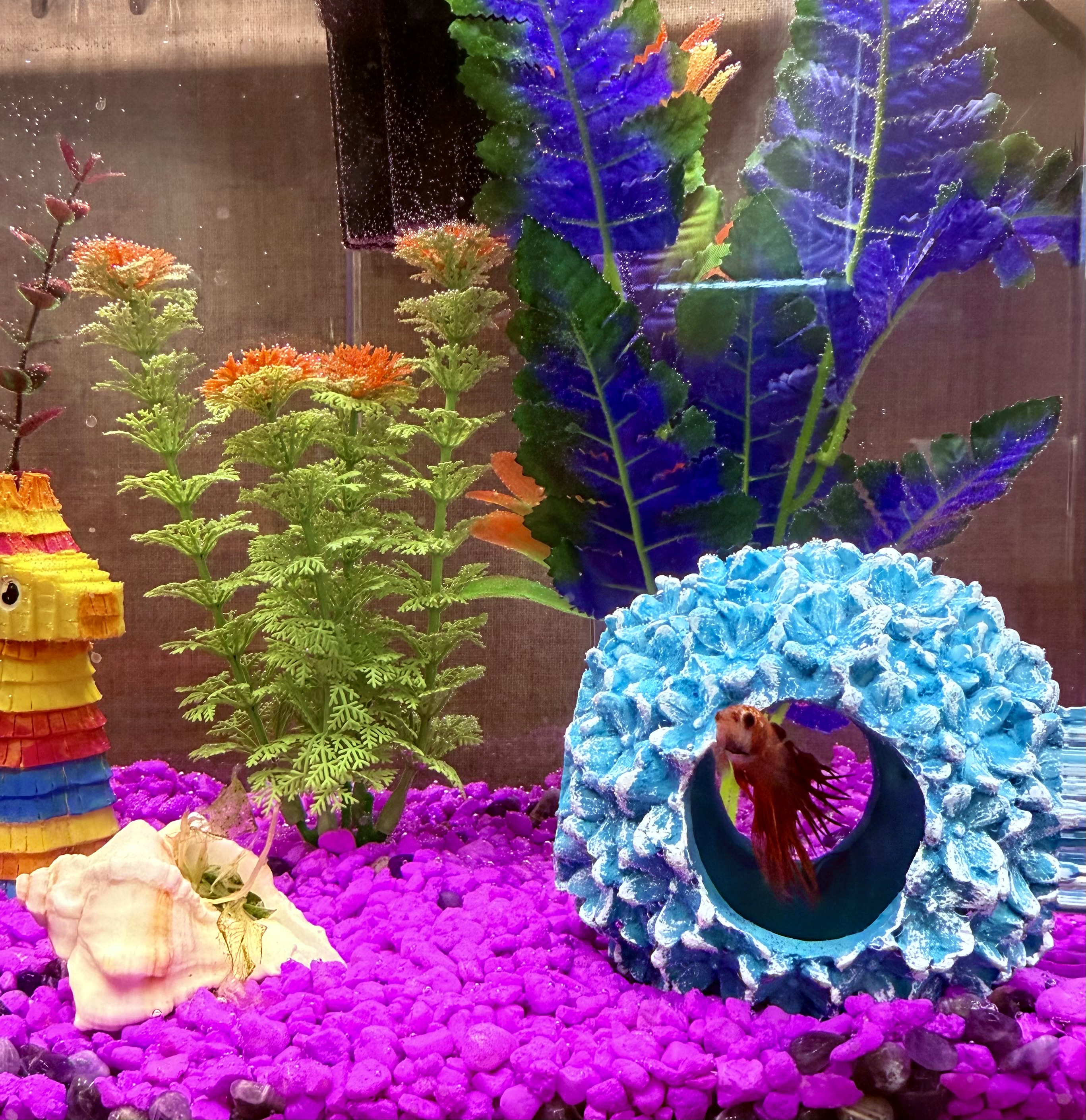 Betta Fish STEM Inquiry Project