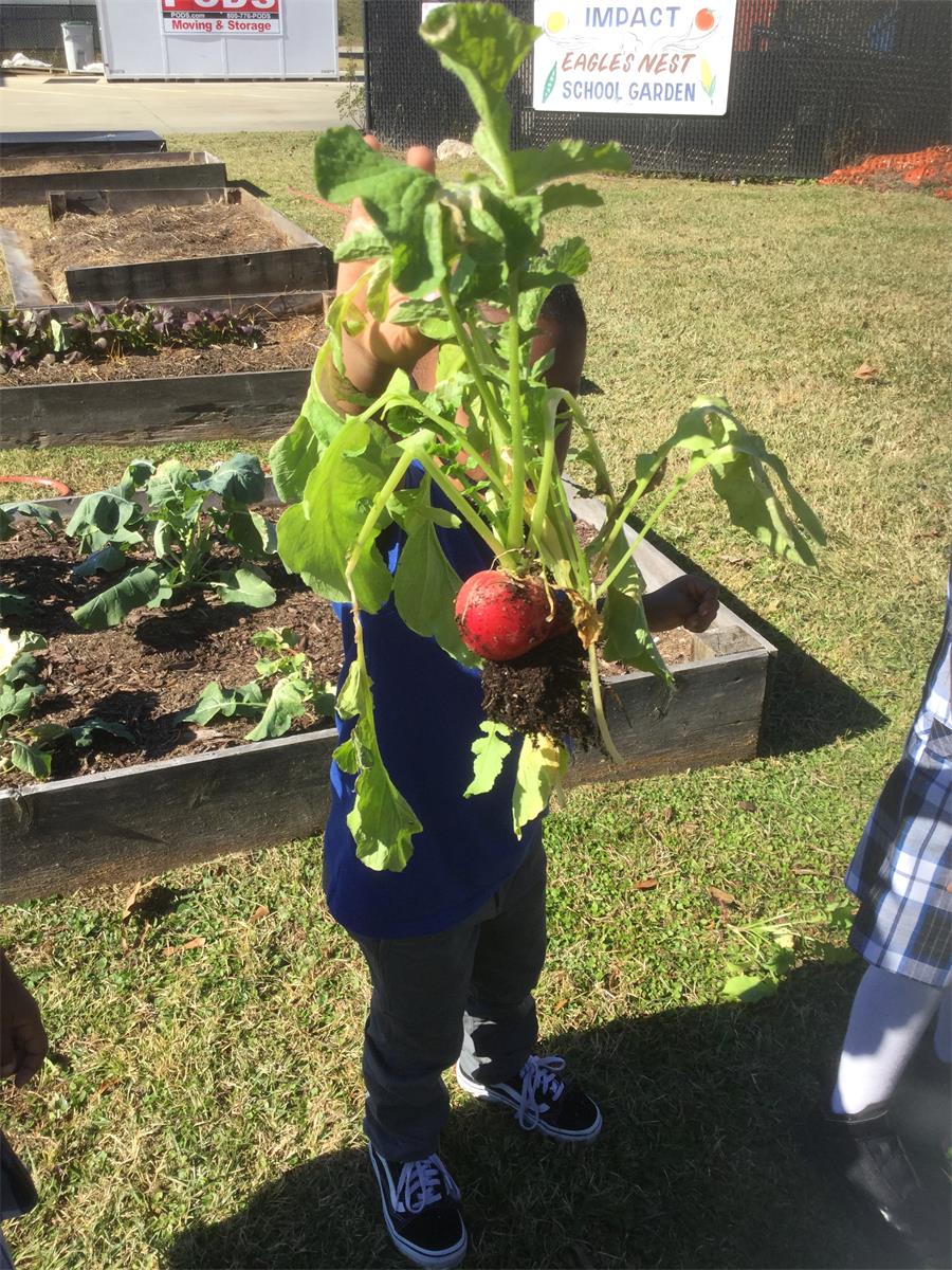 Exciting School Gardening