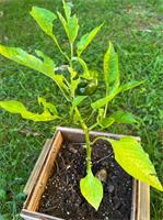 pepper plant with eaten leaves growing in a wooden container
