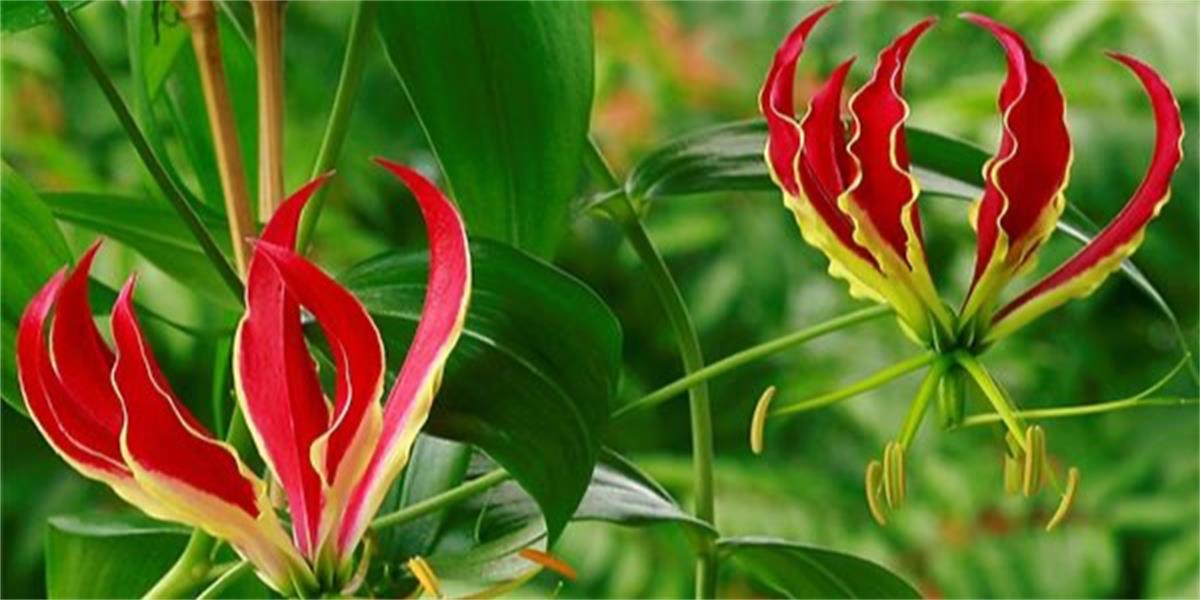 Free Tropical Plant Identification course Cooktown, QLD Landcarer
