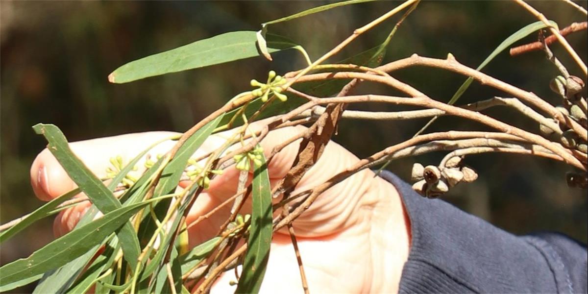 weed-id-habitat-workshop-strahan-tas-landcarer