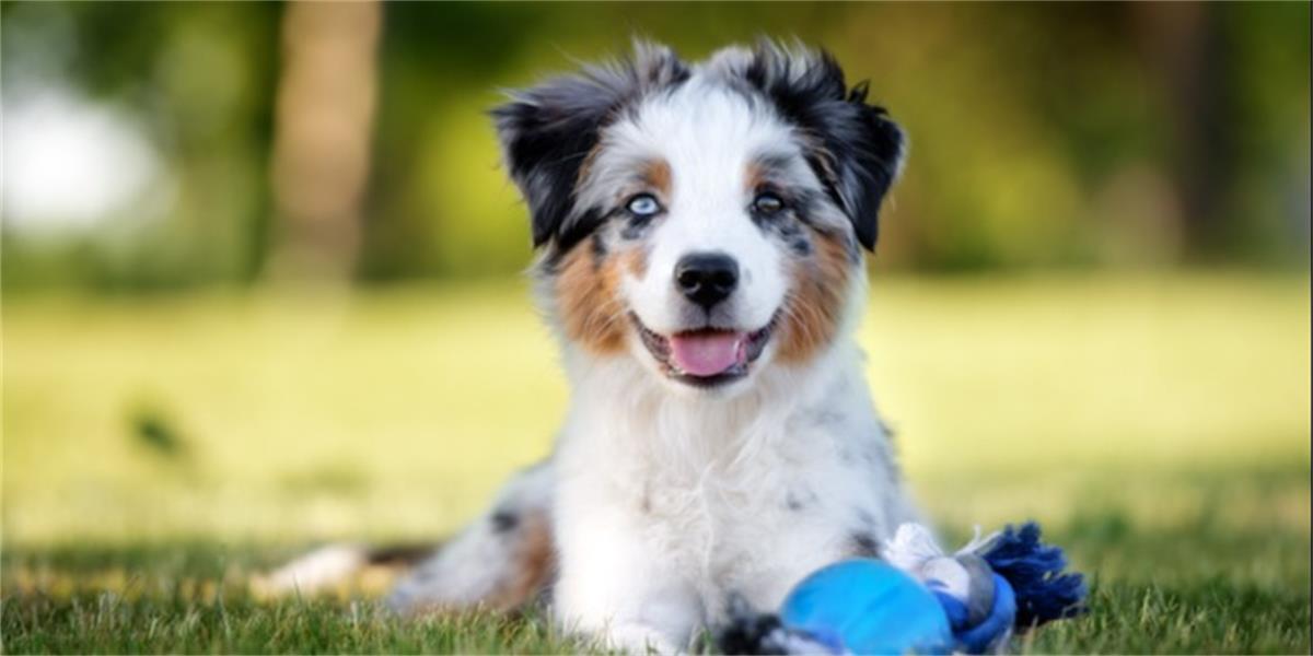 National Puppy Day - Landcarer