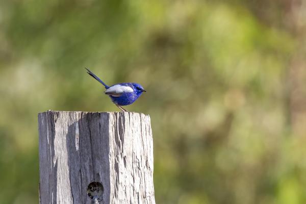 Nicki Laws Legacy article 1006.jpg