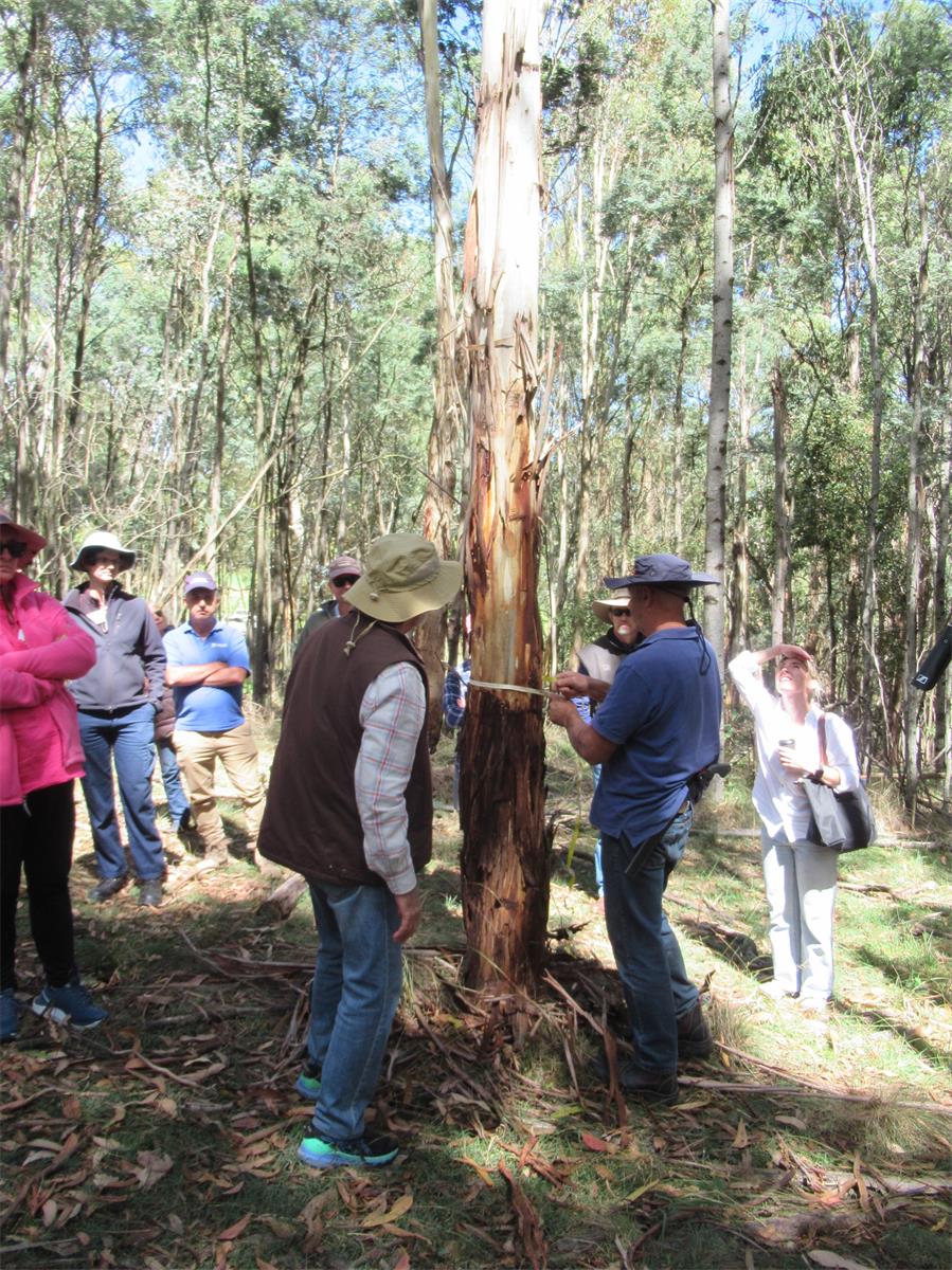 Rowan Reid measures a tree for size while discussing when a tree should be harvested and the markets for that timber