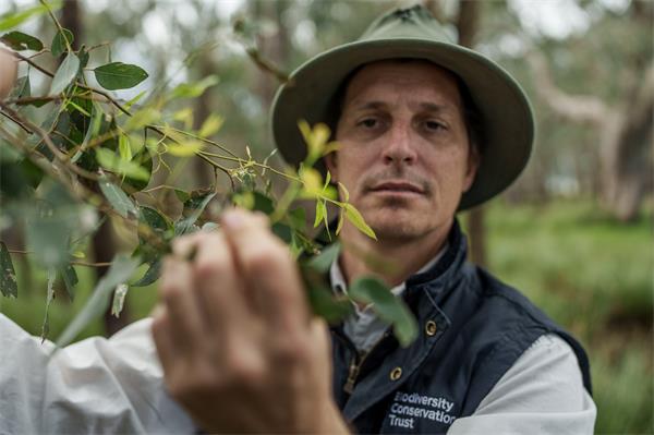 Biodiversity Conservation Trust ecologist inspecting plant leaves