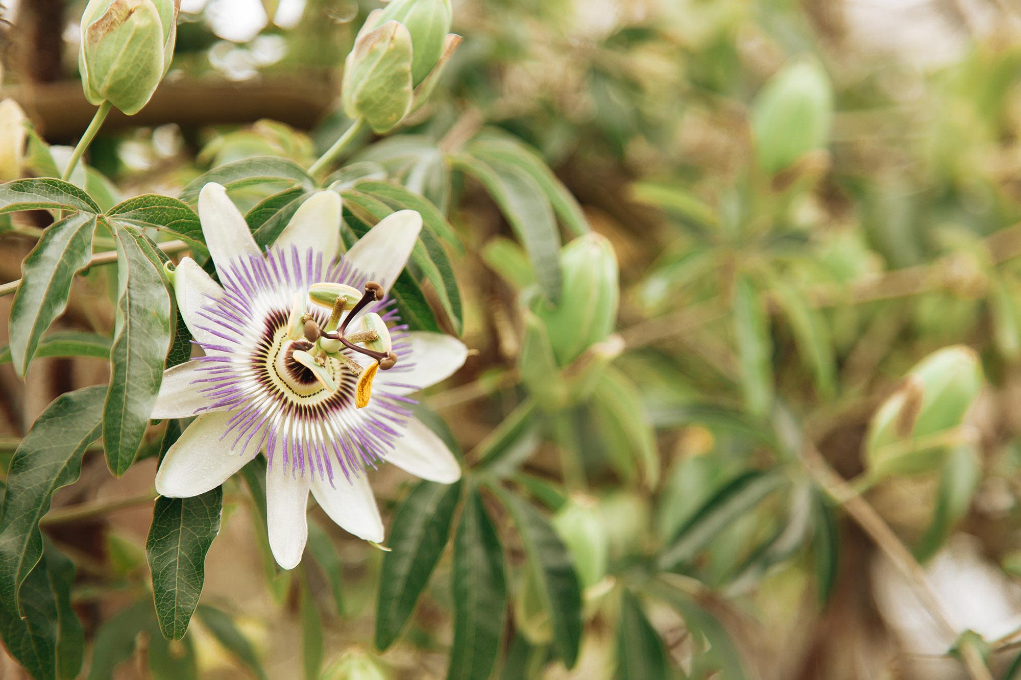 How to get rid of blue passion flower? Invasive Weeds & Pests