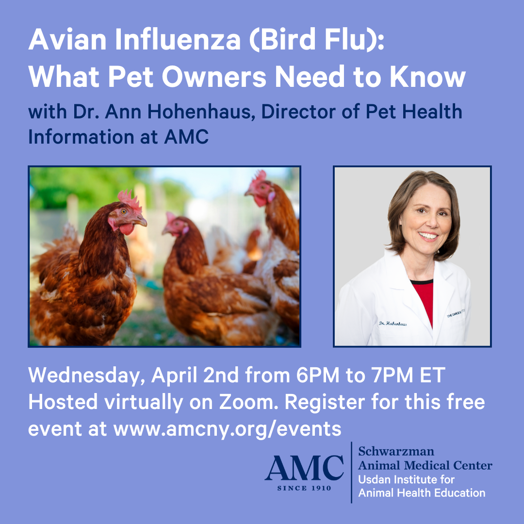 Avian Influenza (Bird Flu): What Pet Owners Need to Know