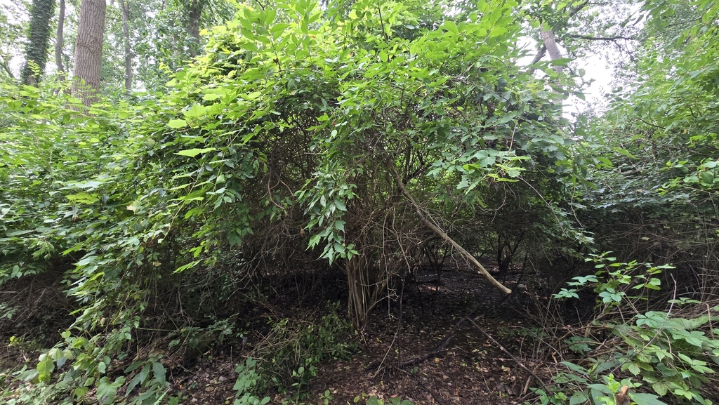 A tree with green leaves

AI-generated content may be incorrect.