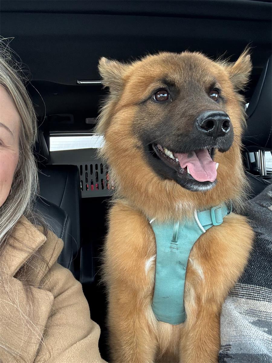 Rescue Haven