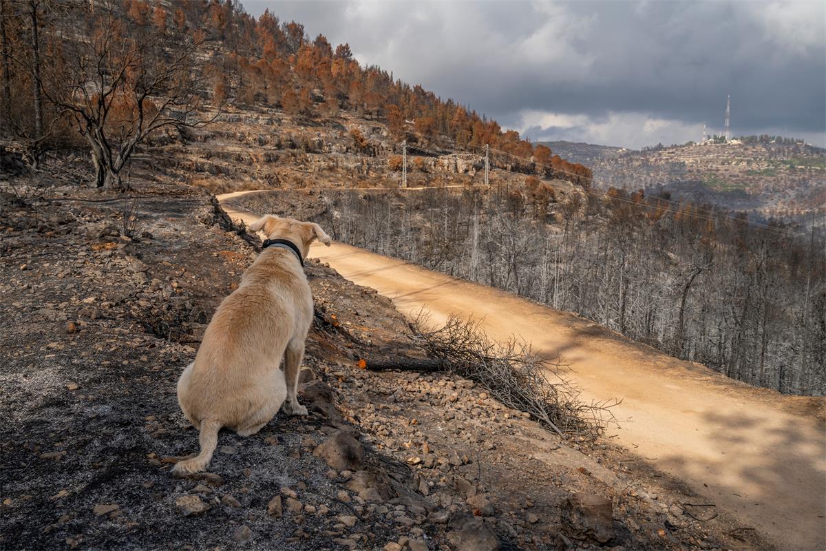 Wildfires