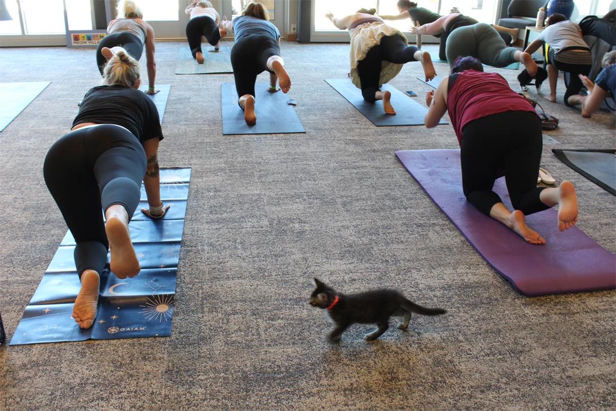 Kitten yoga