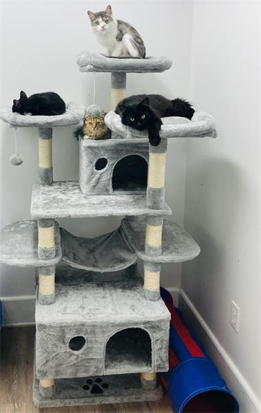 Four cats on large gray cat tree