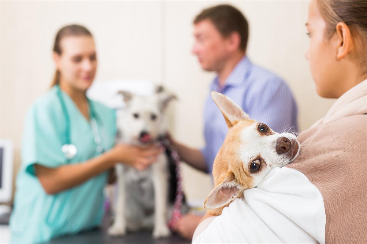 A person holds a small tan-and-white dog close to their chest in the foreground. In the background, a veterinary professional examines another small dog while a second person stands nearby.