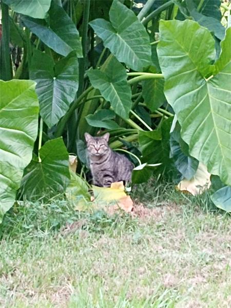 Mr. Abernathy the one eyed vagrant that showed up. 