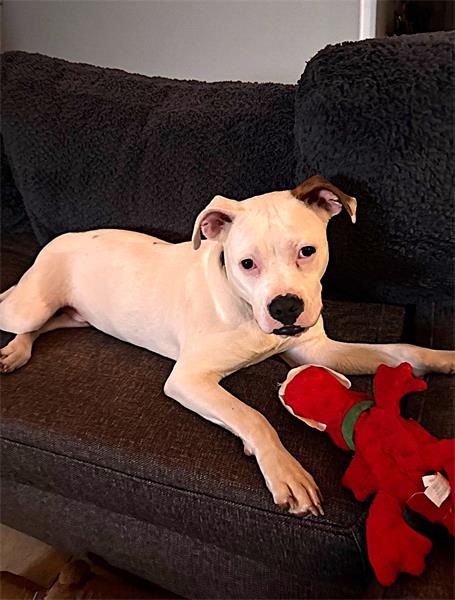 This is Bronx, one of the pitties from our second project, who recently found a forever home 