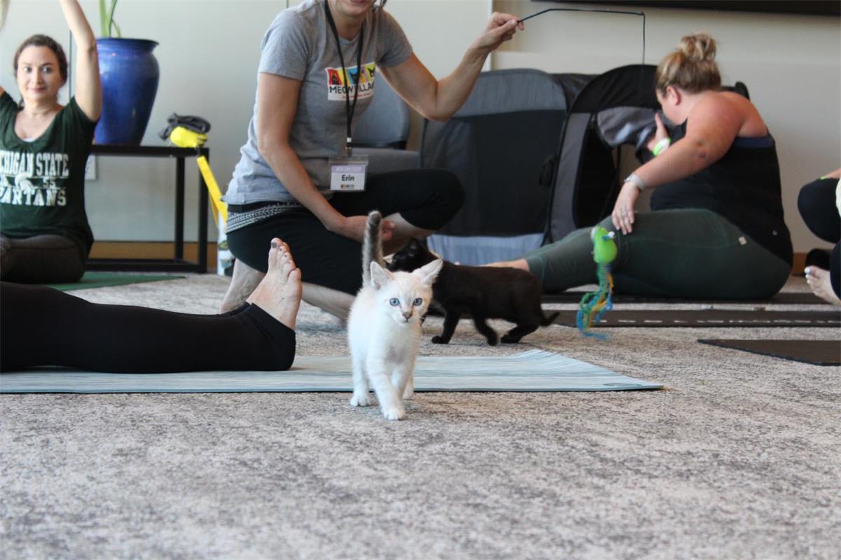 Kitten yoga