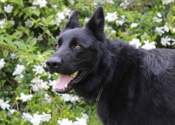 Good Image of Black Dog #2