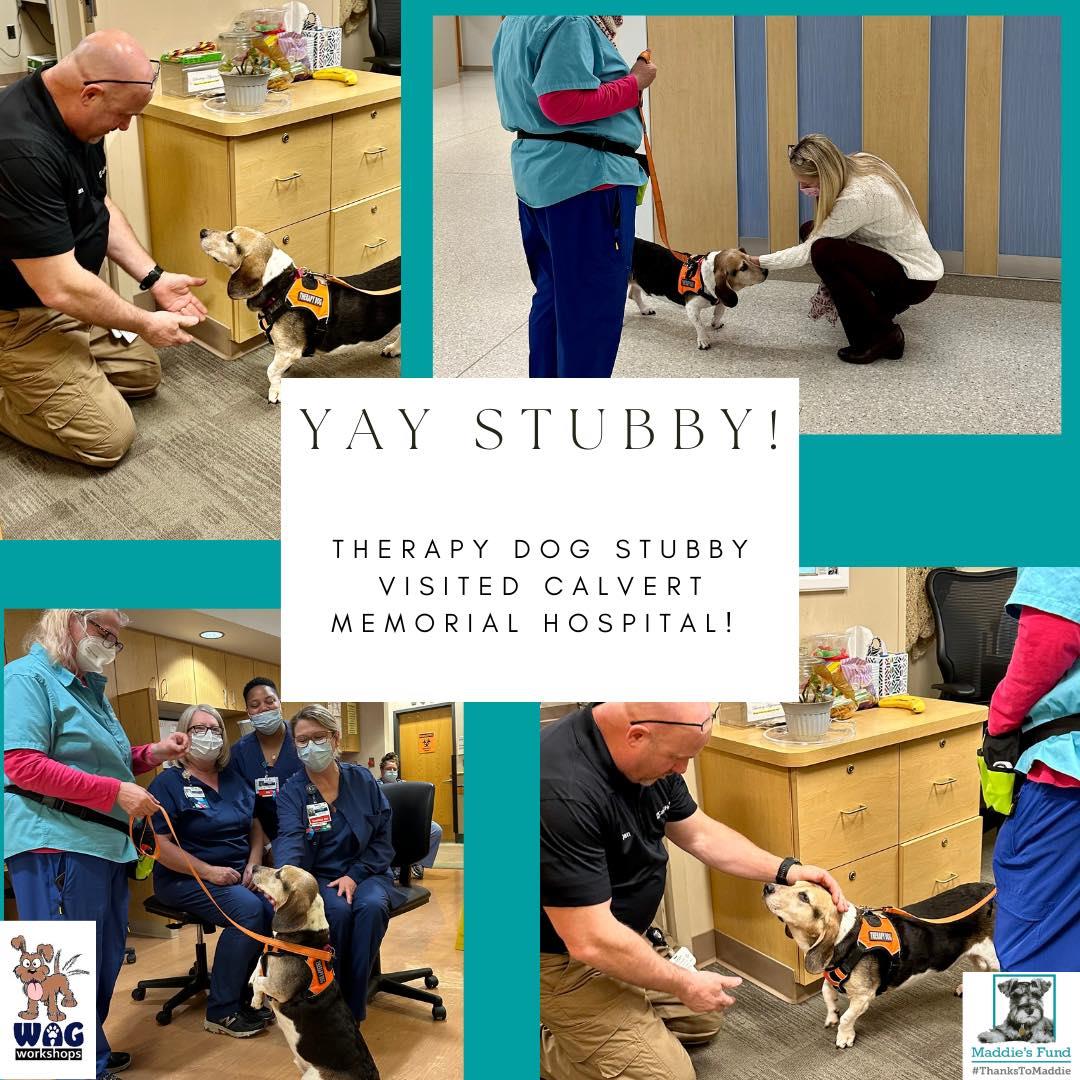 4 images of a dog visiting hosptial staff