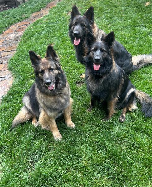 Kaos,, Boo, Harlow