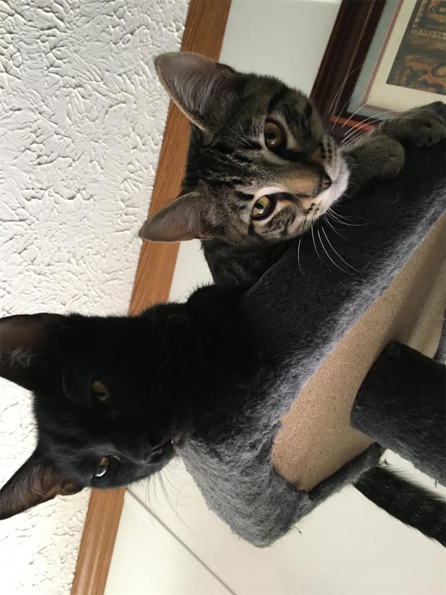 The parking lot brigade. 