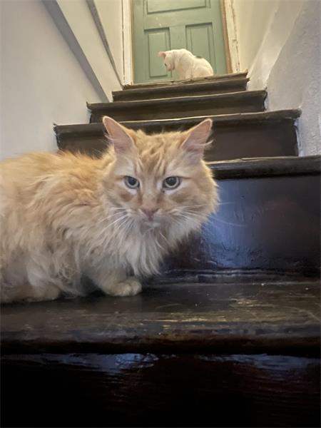 cats on stairs