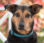 Someone saved Bruno - Now we save others in his name!