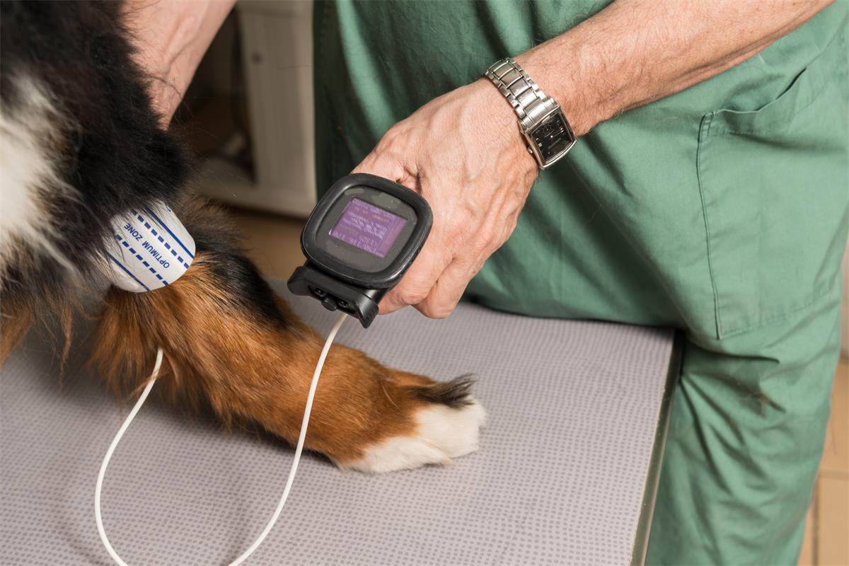 Canine hypertension