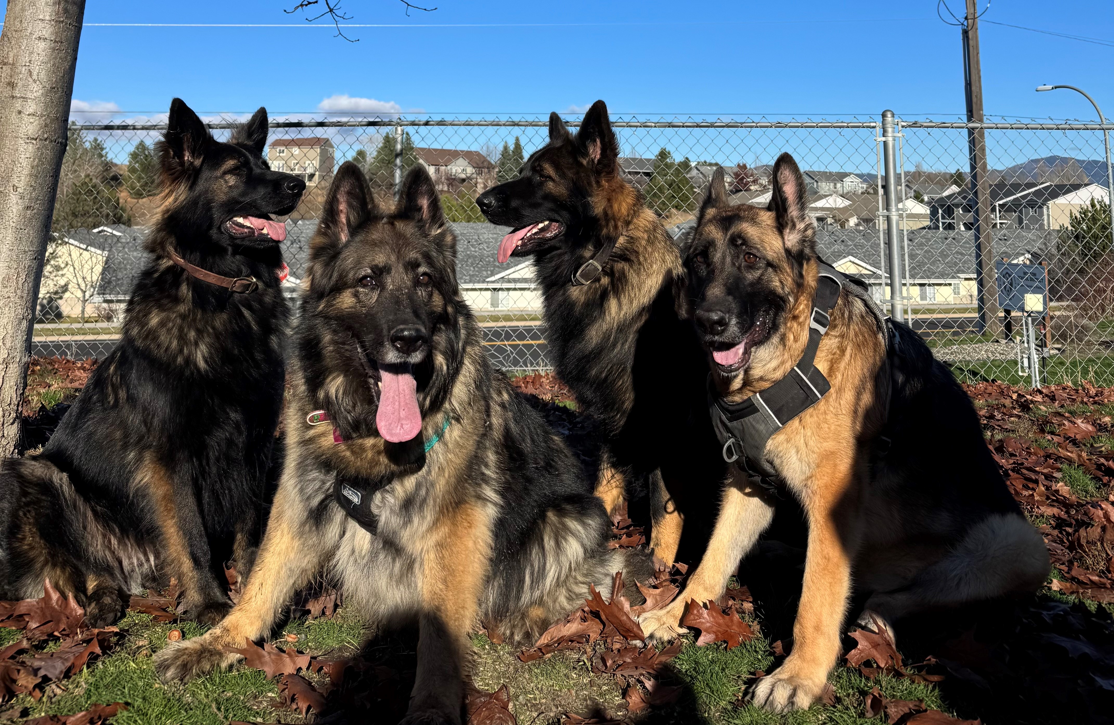 Integrating into our stable home pack, where quiet canine companionship helped her realize she was safe.