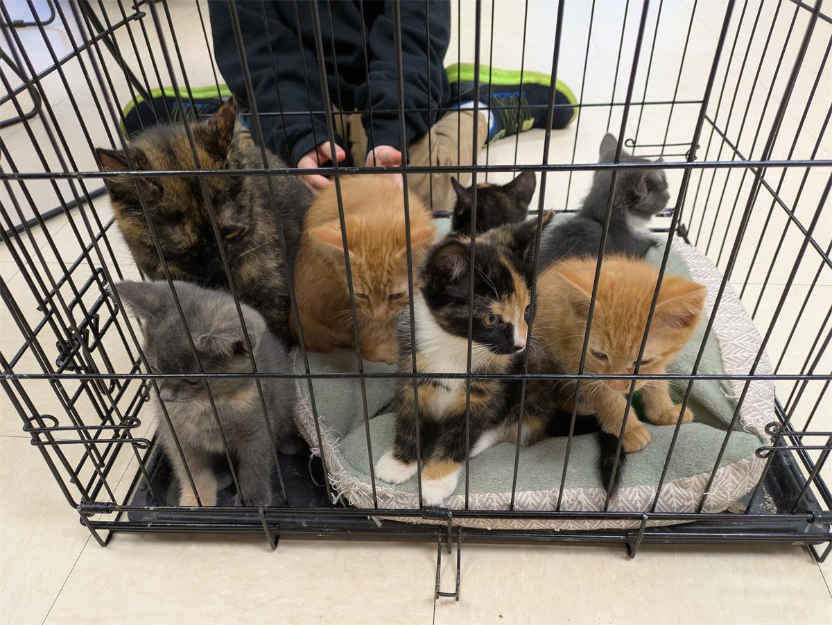 This is the foster litter that was coming in for medical appointments to our shelter. 