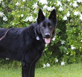 Good picture of a black dog