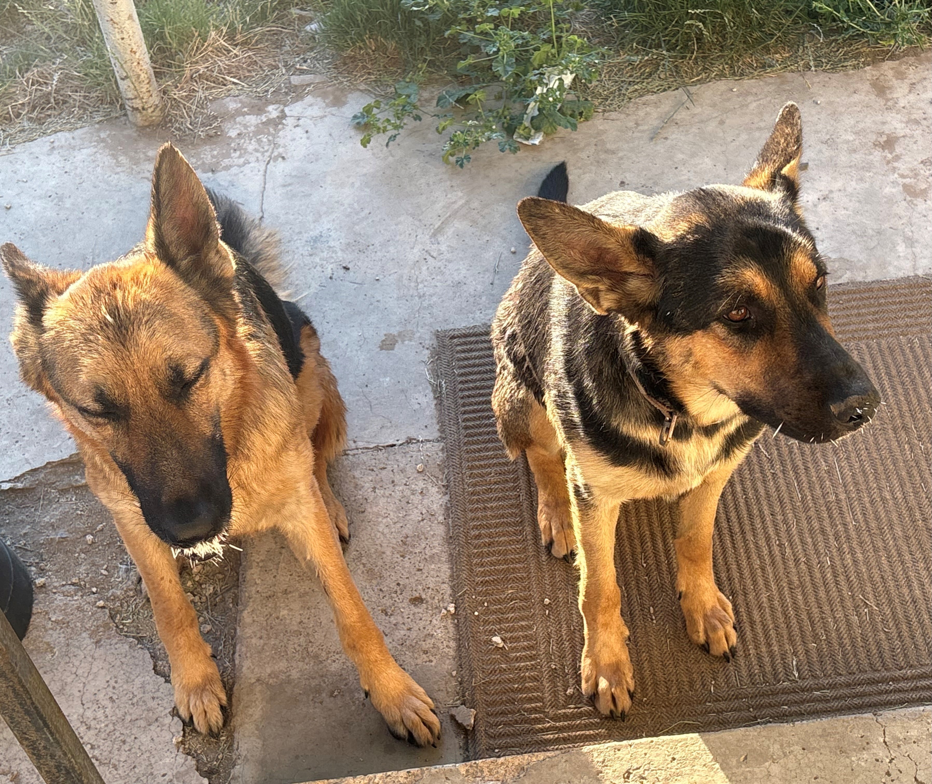 Best Buddies