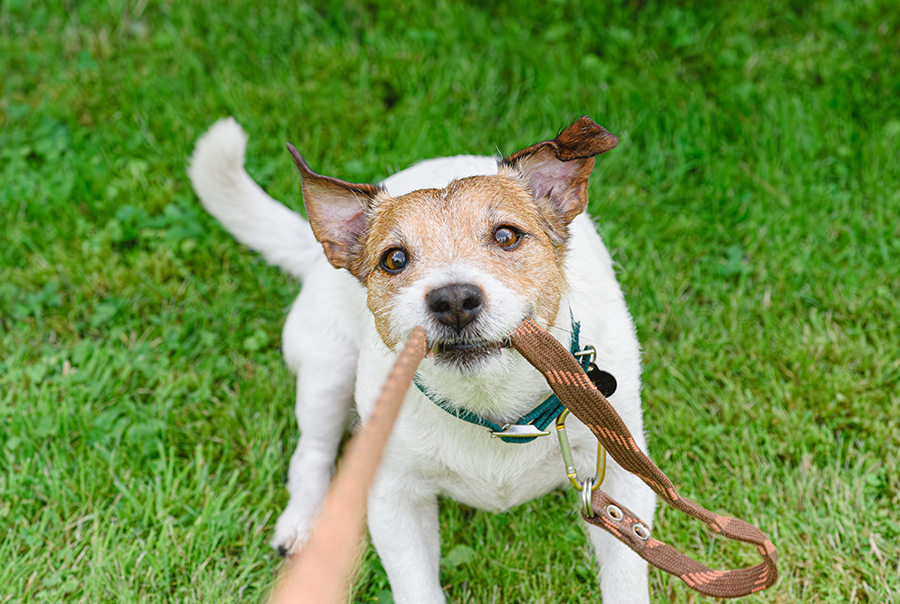 bad dog behavior pulling on his/her leash