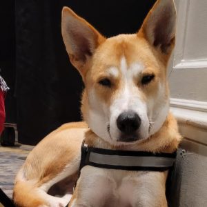 Chance, a handsome tan-and-white service dog, lies indoors wearing his gray harness with an attentive expression.