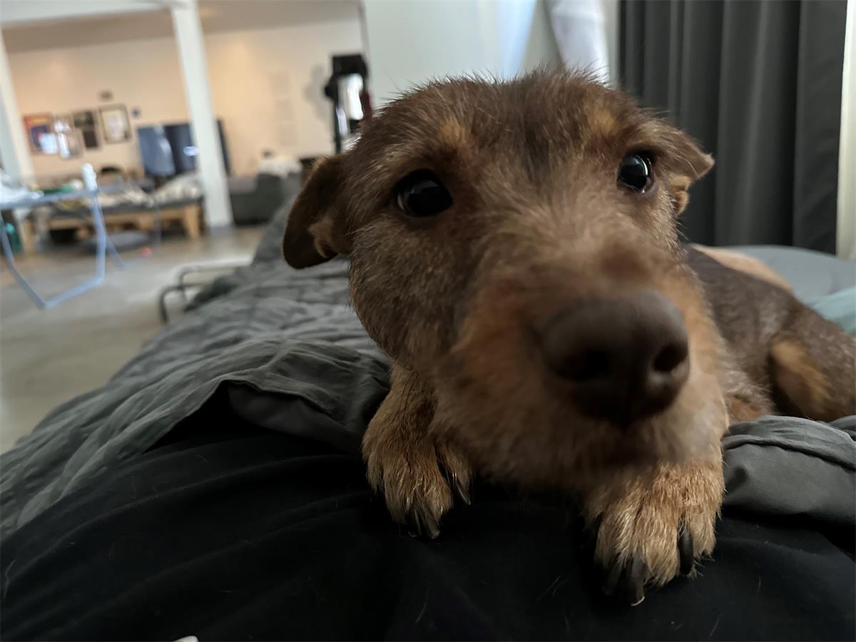 She is laying down on my friend's stomach (does this every morning!)