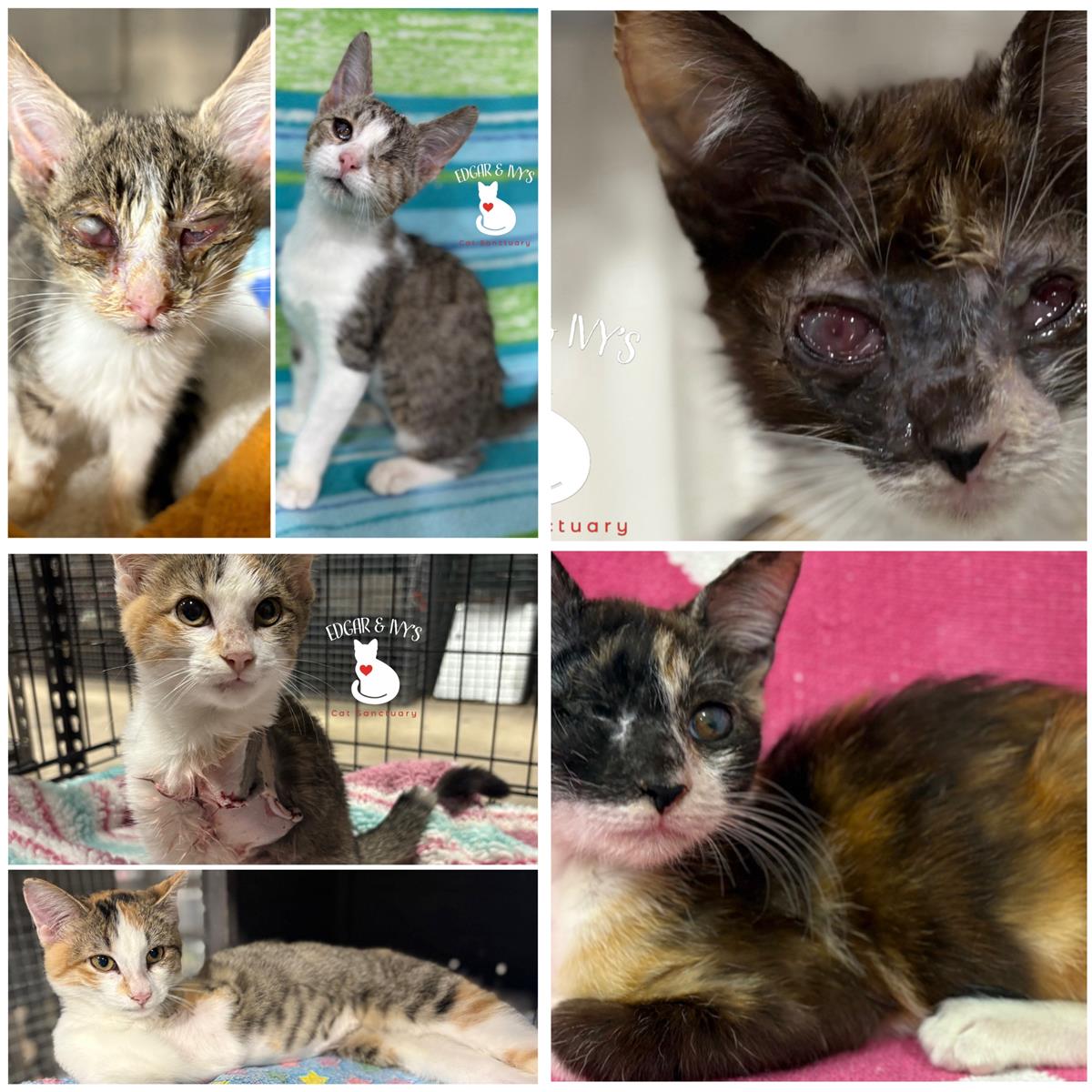 2025 Transformations 