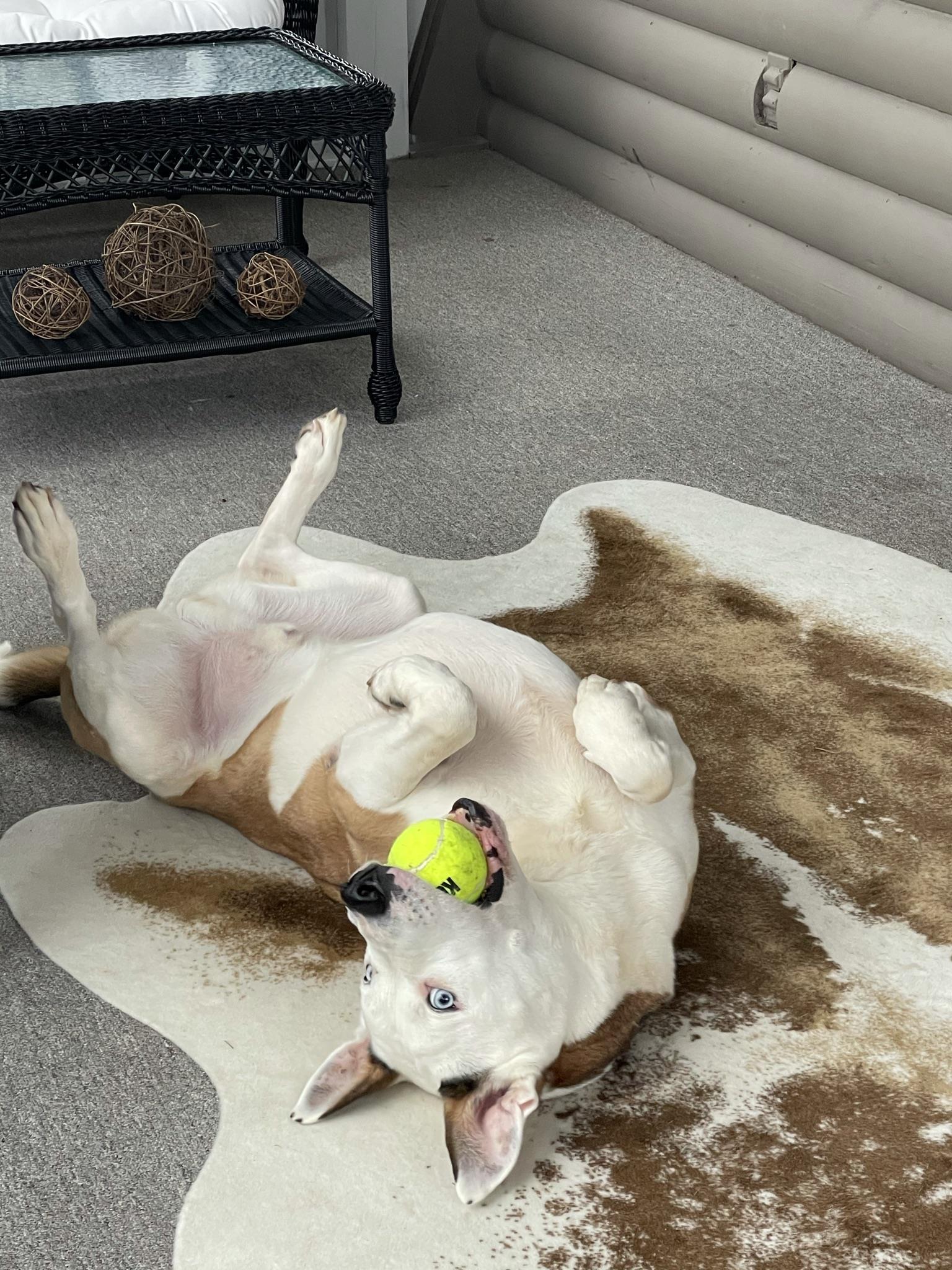 Rehoming a senior dog with bite history | Animal Welfare Professionals