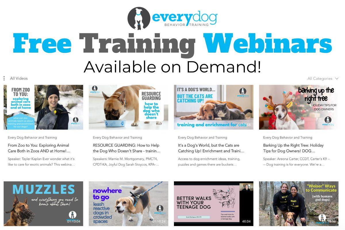 8 thumbnail images of youtube videos in two rows, each with their title and description below. The titles range from resource guarding to cat enrichment to muzzle training.