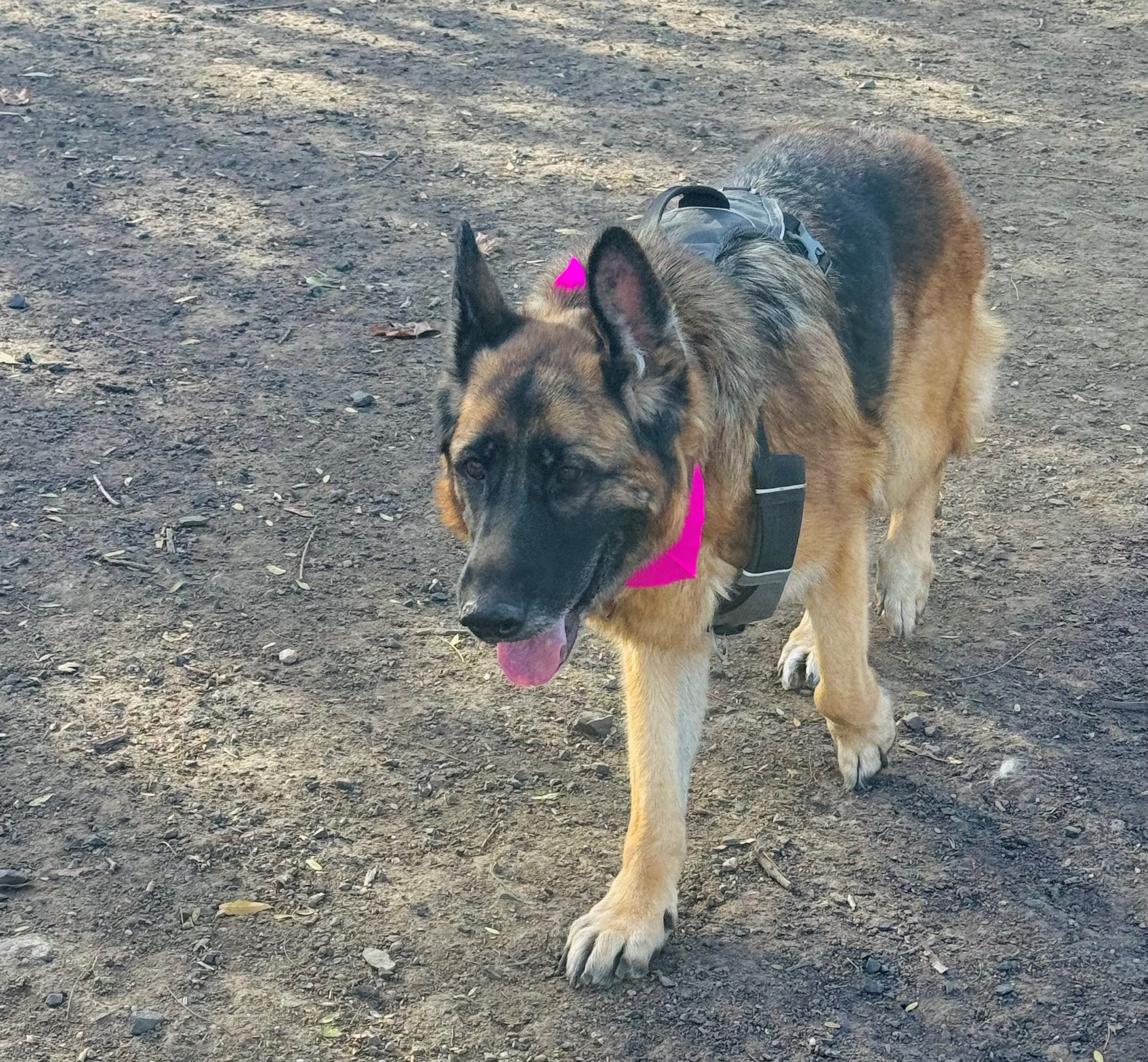  A confident, happy, and fully rehabilitated German Shepherd ready to take on the world.